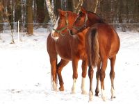 Kasztanowe konie na zimowej polanie