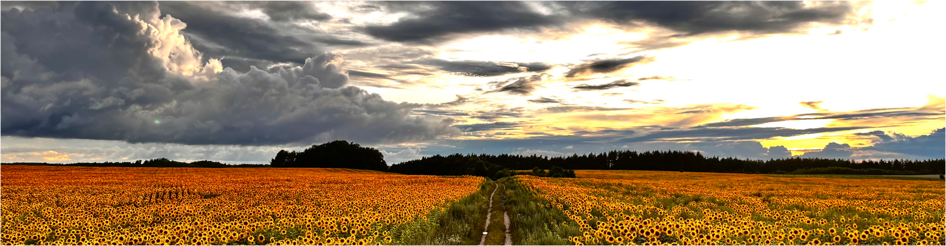 Polna droga prowadząca na mostek na Redze (kierunek: Unimie)